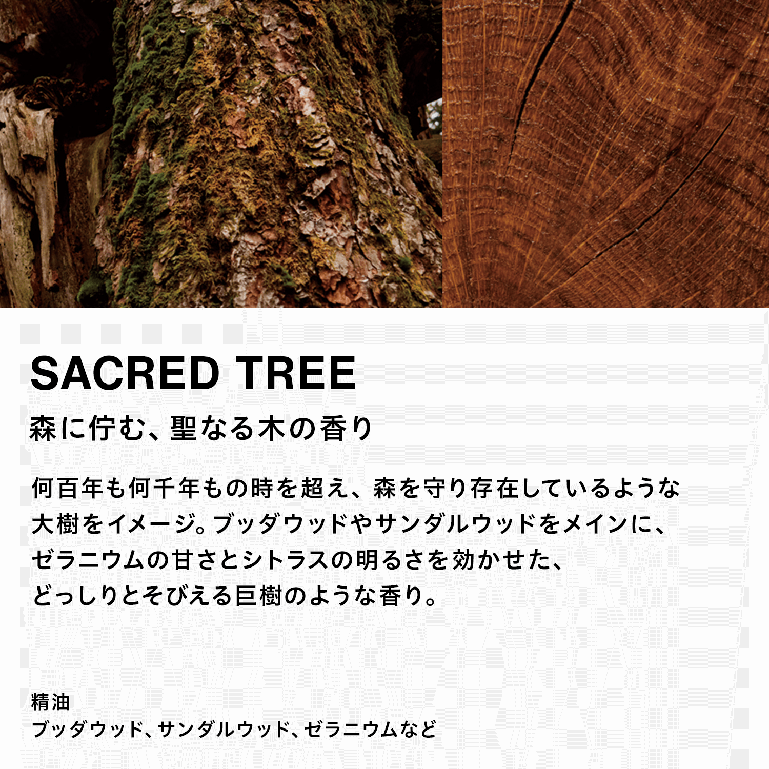 SACRED_TREE_scene.png